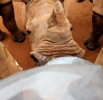 Feeding rhino